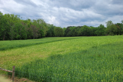 R.-Wilkins-4.24.23